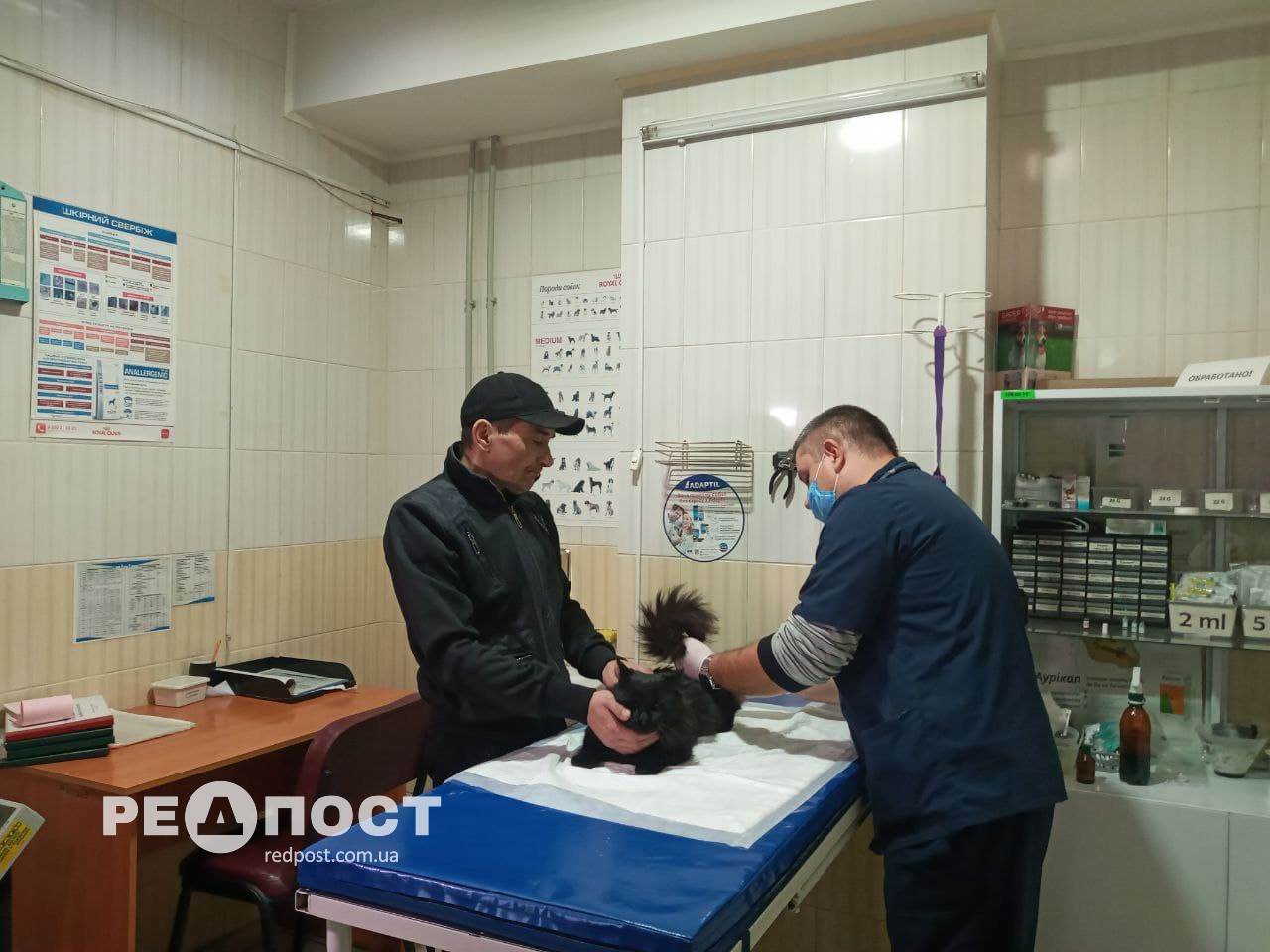 Бесплатная стерилизация домашних животных в Харькове 